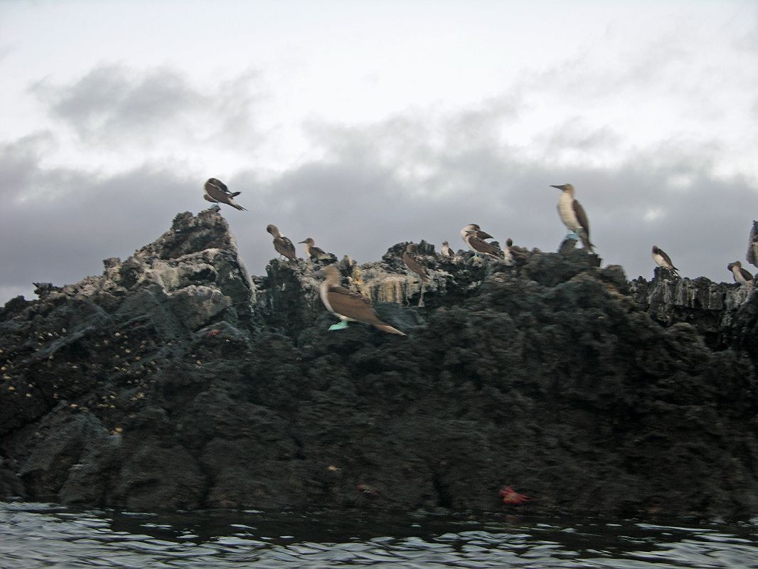 Galapagos 8-1-01 Santa Cruz Black Turtle Cove Blue-footed Boobies